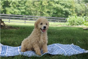 Nevaeh - Goldendoodle, Mini for sale