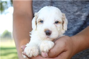 Master - Goldendoodle, Mini for sale
