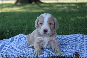 Mitch - Goldendoodle, Mini for sale