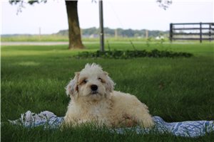 Master - Mini Goldendoodle for sale