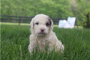 Natasha - Goldendoodle, Mini for sale