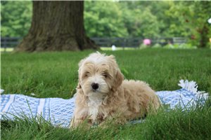 Naomi - Goldendoodle, Mini for sale