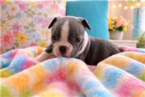 Manny - Boston Terrier for sale