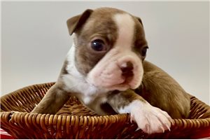 Rock - puppy for sale