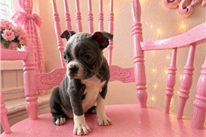 Maggie - Boston Terrier for sale