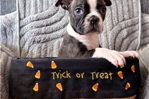 Chris - puppy for sale