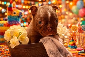 Newton - Boston Terrier for sale