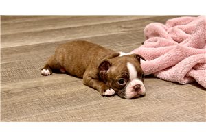 Nora - Boston Terrier for sale