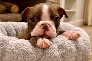 Nicolas - Boston Terrier for sale