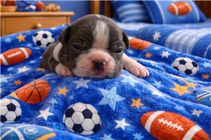 Manny - puppy for sale