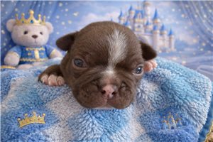 Newton - Boston Terrier for sale