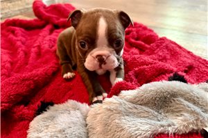 Nicolas - Boston Terrier for sale
