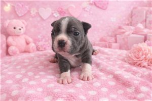 Maggie - puppy for sale