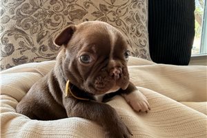 Newton - Boston Terrier for sale