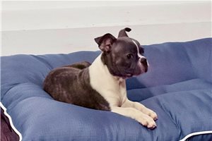 Corbin - Boston Terrier for sale