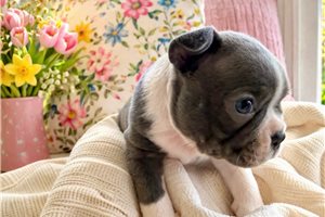 Maggie - Boston Terrier for sale