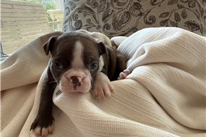 Nicolas - Boston Terrier for sale