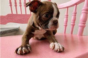 Nora - Boston Terrier for sale