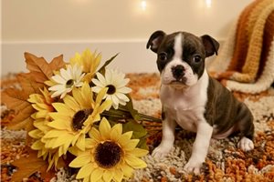 Cami - puppy for sale