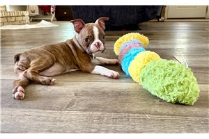 Noelle - Boston Terrier for sale