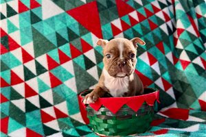 Cosette - Boston Terrier for sale