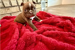 Newton - Boston Terrier for sale