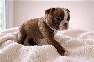 Nora - Boston Terrier for sale