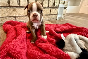 Nora - Boston Terrier for sale