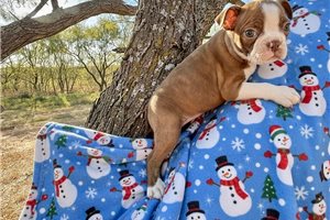 Camden - Boston Terrier for sale