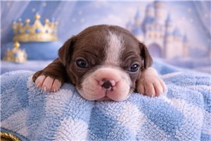 Nicolas - puppy for sale