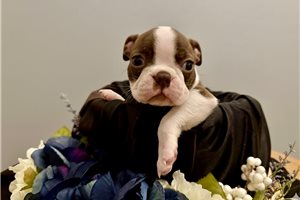 Destiny - Boston Terrier for sale