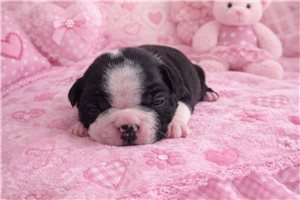 Marissa - Boston Terrier for sale