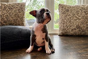 Maggie - Boston Terrier for sale