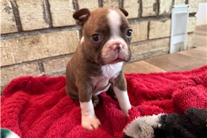 Noelle - Boston Terrier for sale