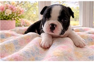 Marissa - Boston Terrier for sale