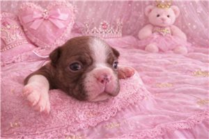 Noelle - puppy for sale