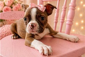 Noelle - Boston Terrier for sale