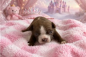 Nora - puppy for sale