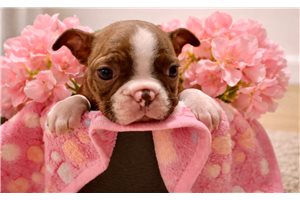Noelle - Boston Terrier for sale