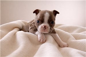 Noelle - Boston Terrier for sale