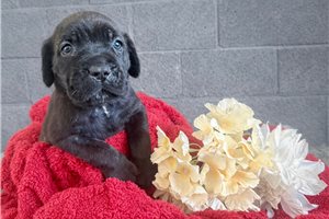 Leona - Cane Corso Mastiff for sale