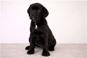Leila - Cane Corso Mastiff for sale