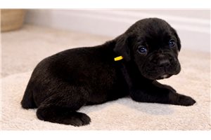 Leopold - Cane Corso Mastiff for sale