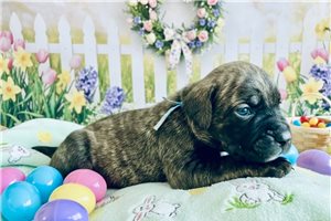 Lennox - puppy for sale