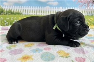 Leona - puppy for sale