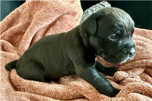 Leila - puppy for sale