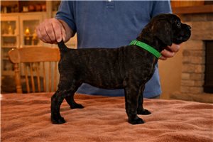Leonard - Cane Corso Mastiff for sale
