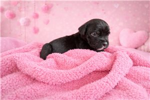 Leslie - Cane Corso Mastiff for sale