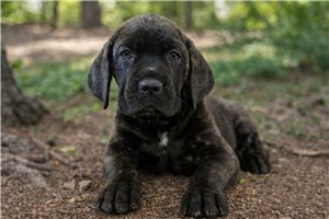 Leona - Cane Corso Mastiff for sale