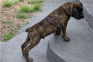 Lennox - puppy for sale